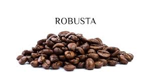 Hạt cà phê Robusta