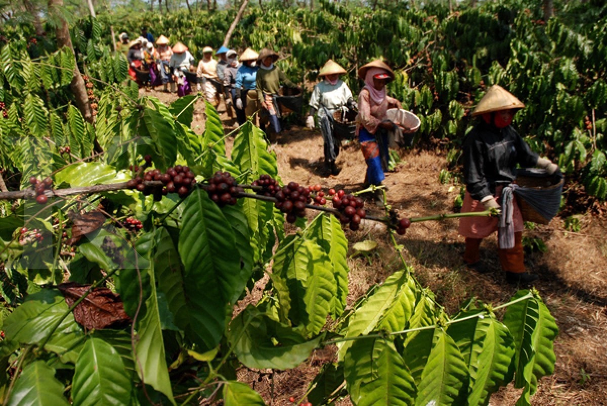 iá cà phê ngày 15/8/2025 tăng mạnh ở Tây Nguyên