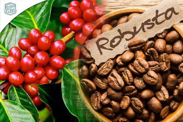 Hạt cà phê Robusta