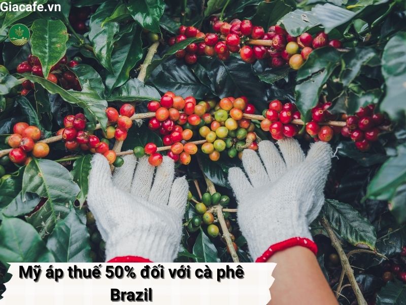 Mỹ áp thuế 50% đối với cà phê Brazil