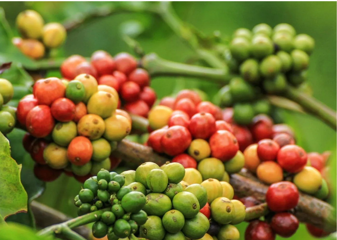 Giá cà phê hôm nay 9/8/2025: tăng mạnh ngày cuối tuần, Robusta thêm gần 150 USD/tấn