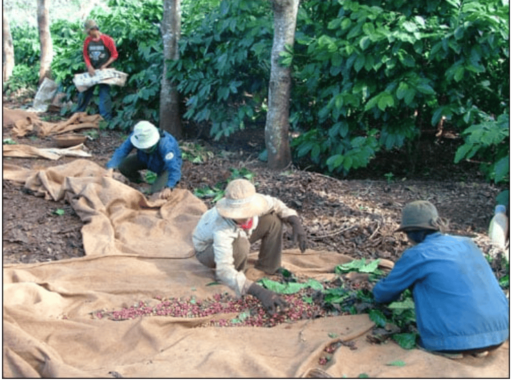 Thị trường cà phê biến động