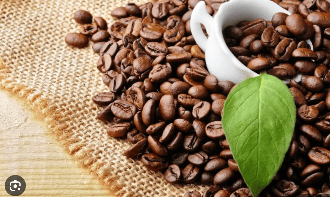 Các khu vực còn lại gồm Gia Lai và Kon Tum ổn định ở 117.500 đồng/kg, còn Đắk Lắk ghi nhận 117.600 đồng/kg tại Cư M’gar và thị xã Buôn Hồ. Bình quân giá toàn vùng ở mức 117.600 đồng/kg.