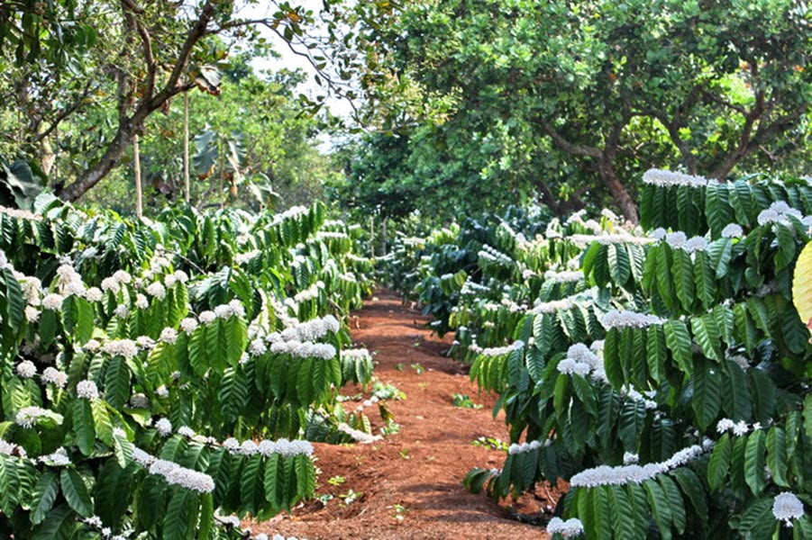 thị trường cà phê biến động