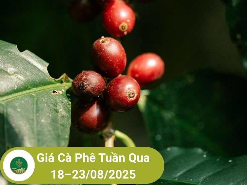 Giá cà phê tuần qua