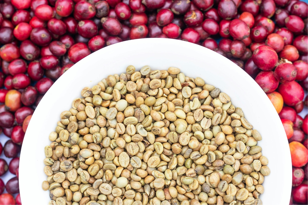 Hai giống phổ biến nhất trên thế giới là Arabica và Robusta.