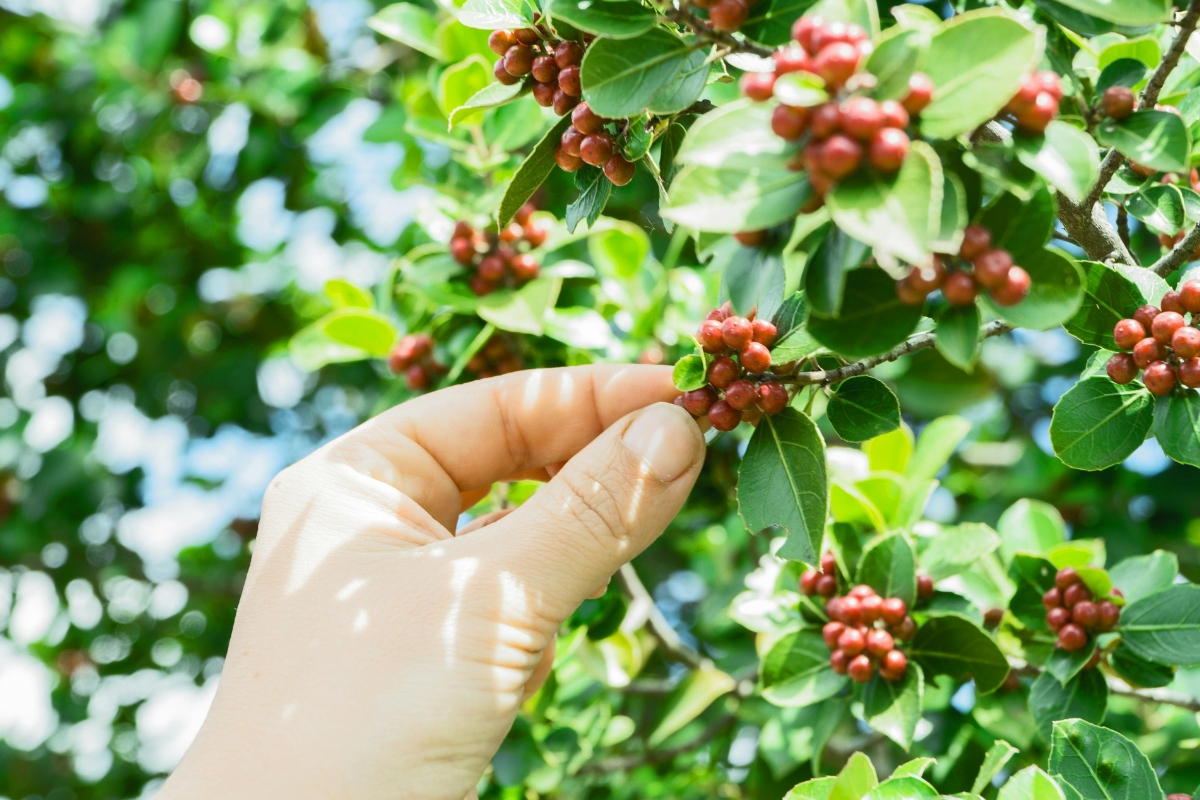 Cà phê nhân xanh (hay cà phê xanh, green coffee bean)