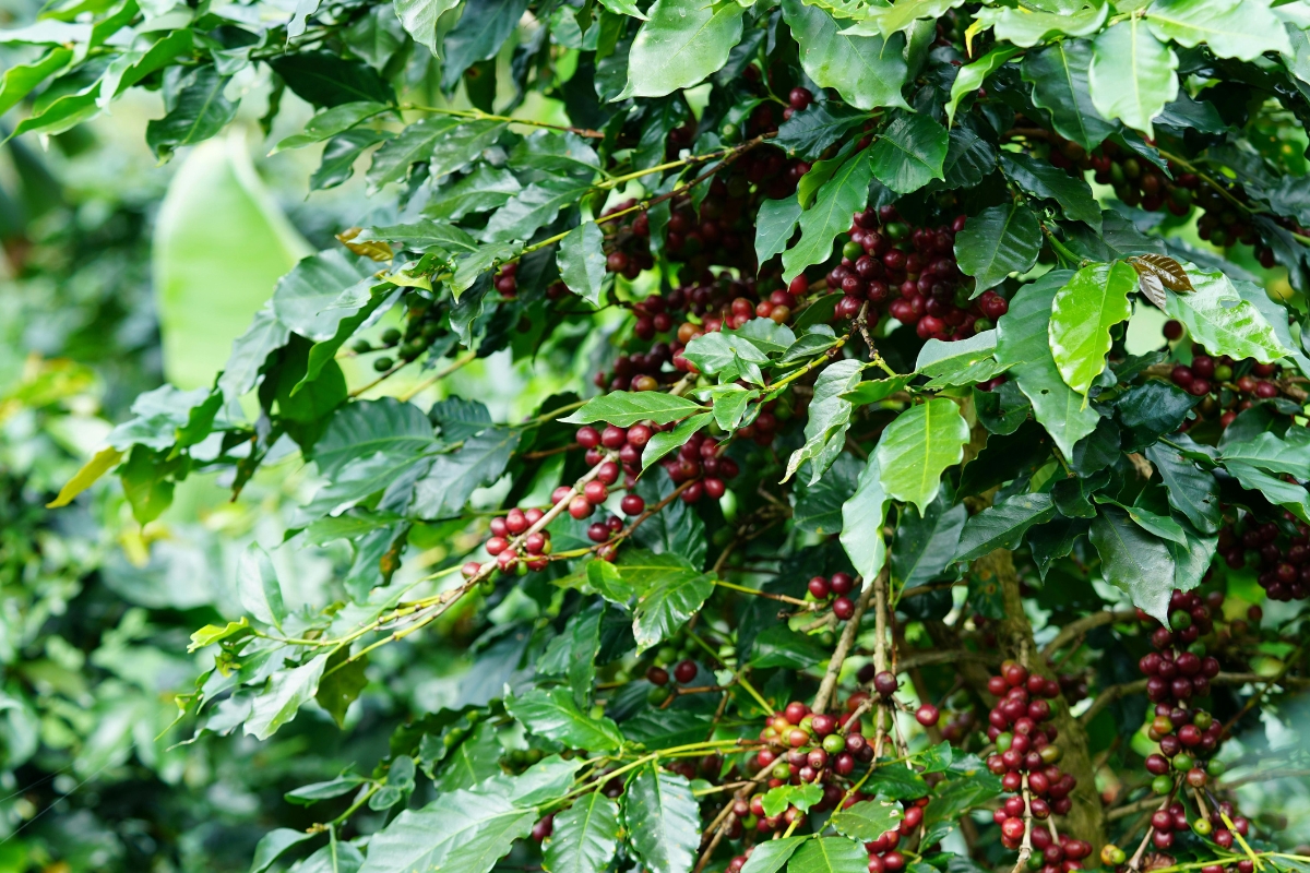 phương pháp chế biến cà phê