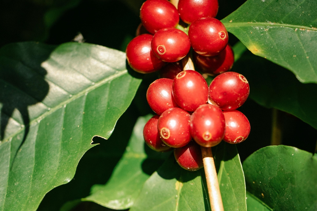 Niên Vụ 2025-2026: Sản Lượng Cà Phê Việt Nam Dự Kiến Phục Hồi Mạnh Mẽ Tăng 6% 4 Sản lượng tại Brazil và các nước khác cũng ảnh hưởng chung tới giá toàn cầu