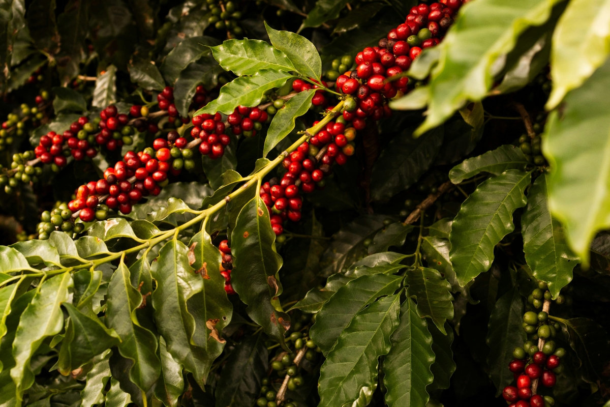 Colombia được mệnh danh là “quê hương của Arabica thượng hạng”
