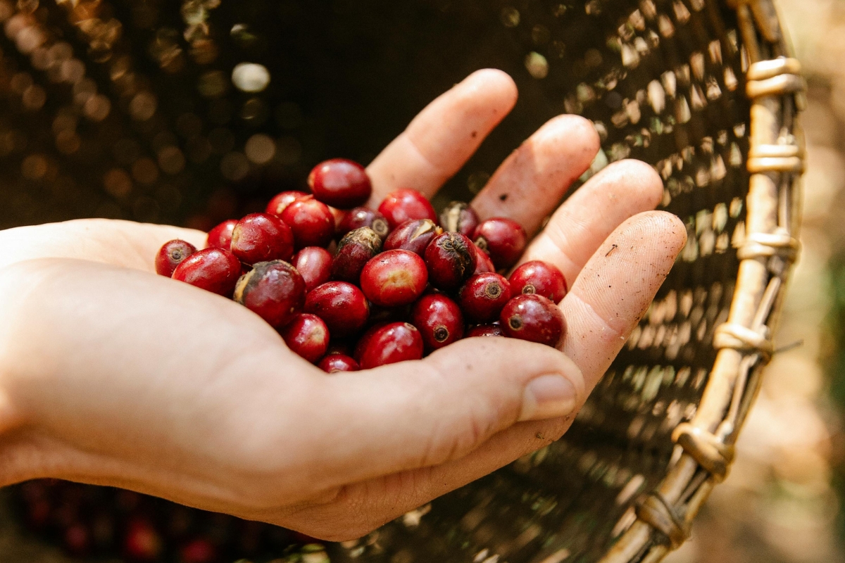 Niên Vụ 2025-2026: Sản Lượng Cà Phê Việt Nam Dự Kiến Phục Hồi Mạnh Mẽ Tăng 6% 3 Việt Nam được dự báo thu hoạch 1,76‑31 triệu bao cà phê