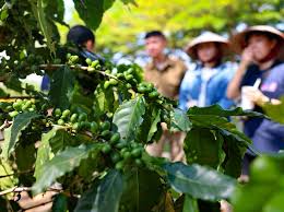 Tận dụng nguồn cung ổn định của Robusta để phòng rủi ro thời tiết và biến động giá Arabica
