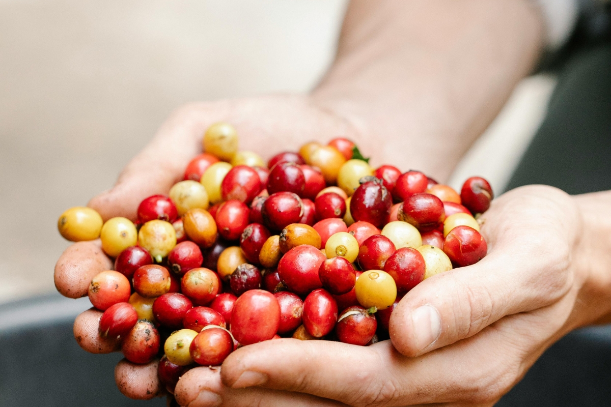 Vì sao giống cà phê quan trọng?