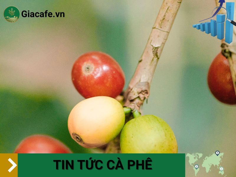giá cà phê nhân xanh