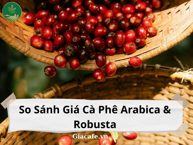 So Sánh Giá Cà Phê Arabica & Robusta