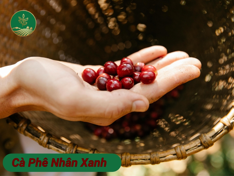 Cách chọn mua cà phê nhân xanh chất lượng