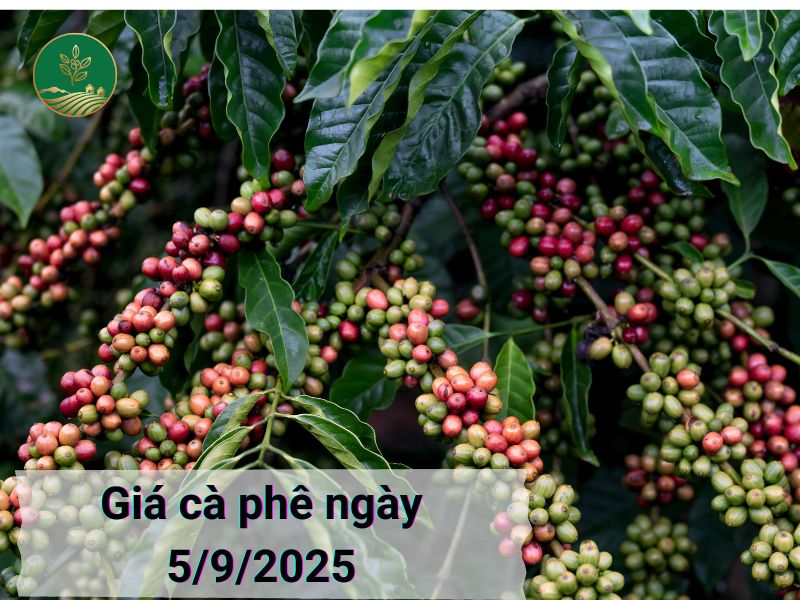 giá cà phê ngày 5/9/2025
