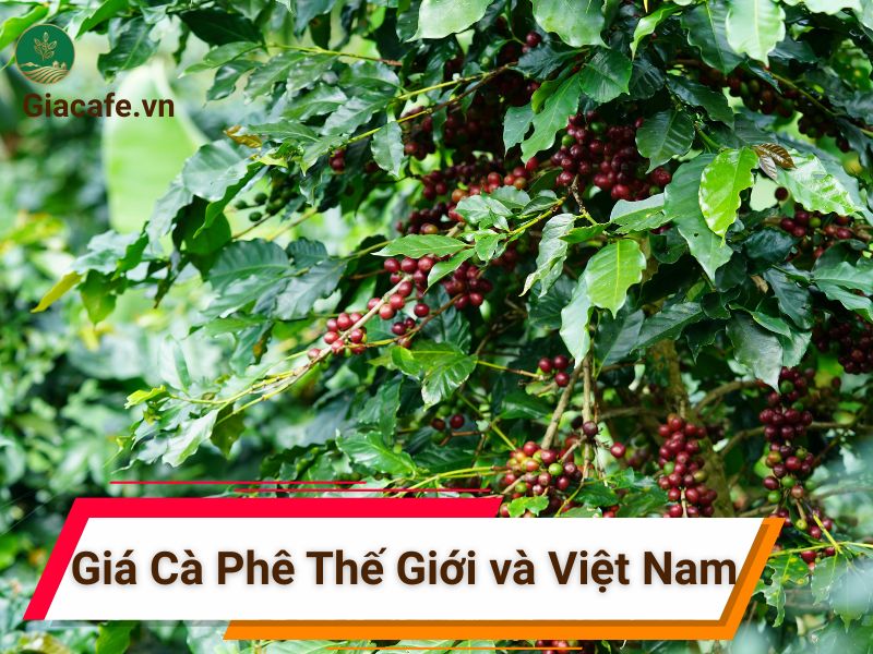 5 Yếu Tố Ảnh Hưởng Đến Giá Cà Phê Thế Giới và Việt Nam Hiện Nay