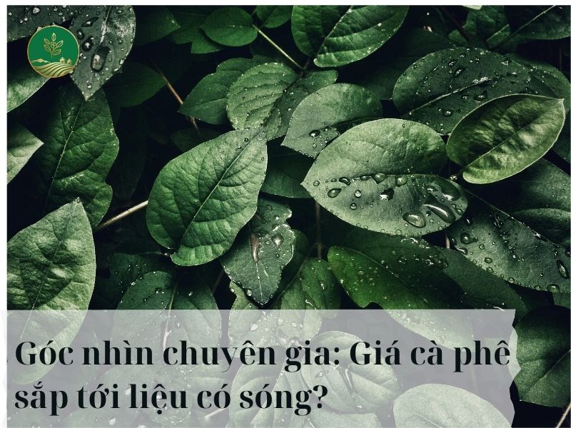 Góc nhìn chuyên gia: Giá cà phê sắp tới liệu có sóng?
