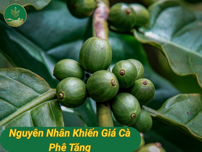 Nguyên nhân khiến giá cà phê tăng “vũ bão”: Thời tiết, thuế và đầu cơ