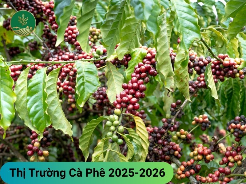 Niên vụ 2025-2026