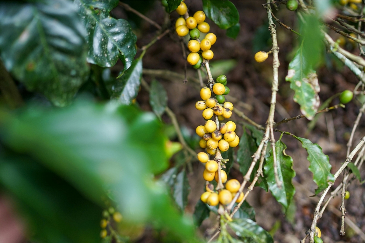 Yellow Bourbon Là Gì? 4 Lý Do Cà Phê Vàng Đắt Hơn Cà Phê Đỏ 7 Cà phê Yellow Bourbon