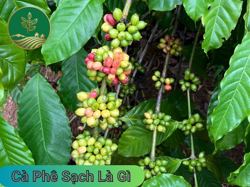 ca phe sach la gi