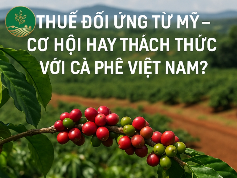 thue doi ung tu my anh huong den ca phe viet nam