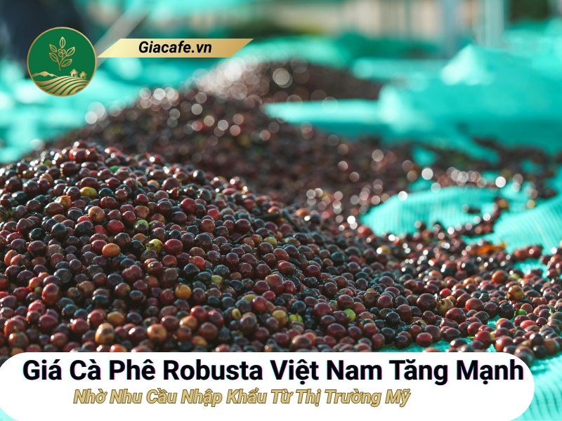 gia ca phe robusta