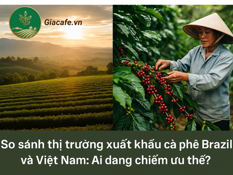 So sánh thị trường xuất khẩu cà phê Brazil và Việt Nam