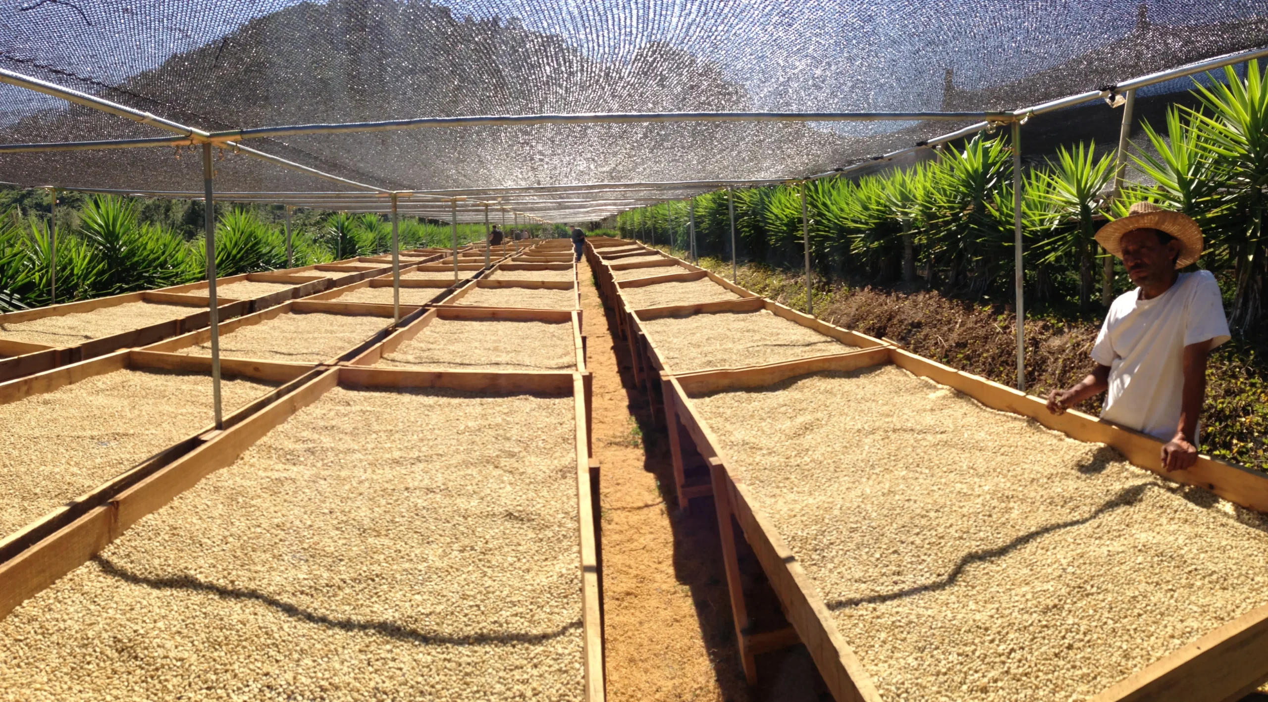 Vì sao giá cà phê giảm