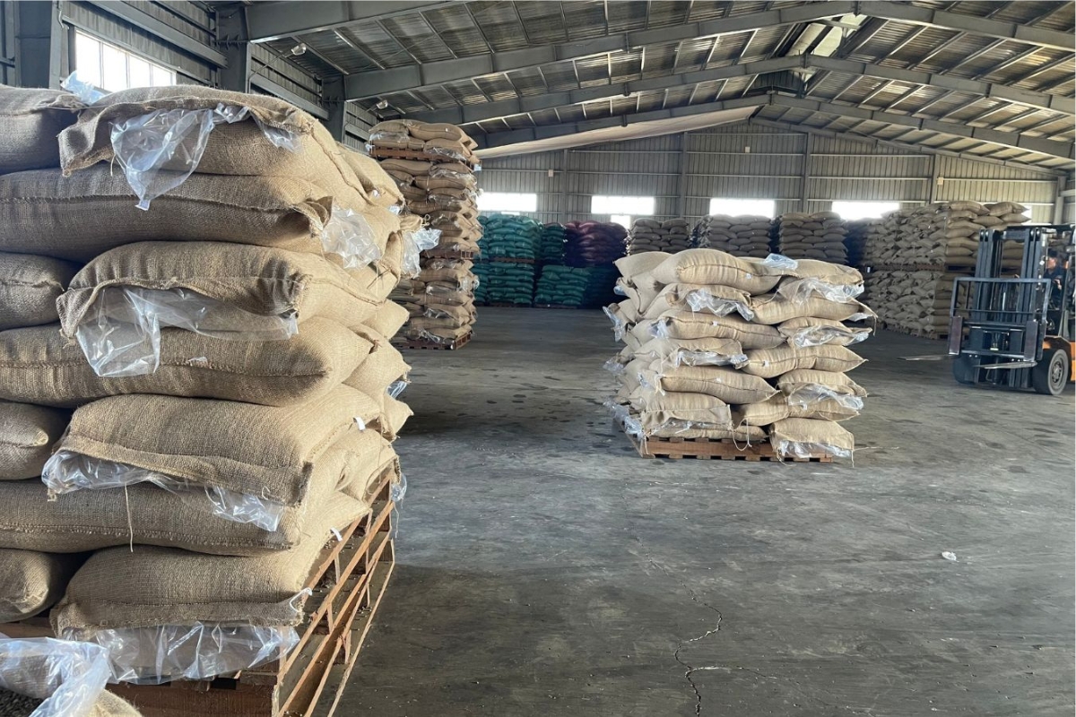 Tác động của giá cà phê tới thu nhập nông dân