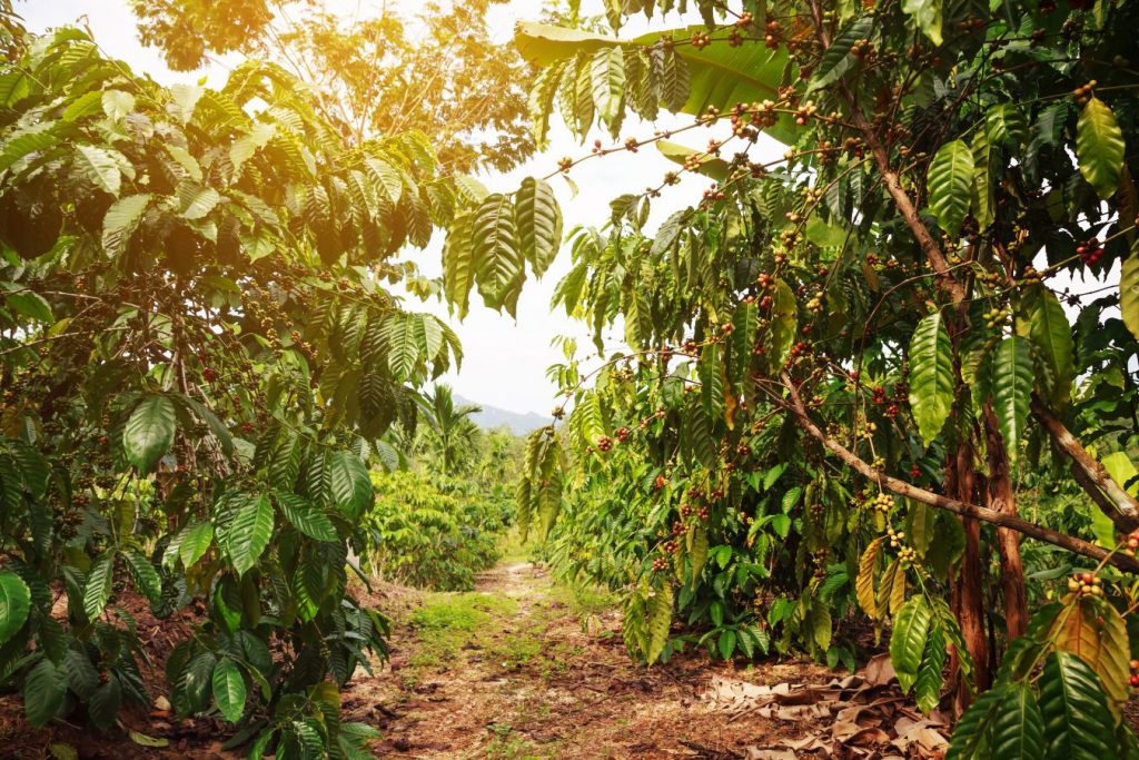 Tình hình giá cà phê Tây Nguyên – thực trạng mới nhất