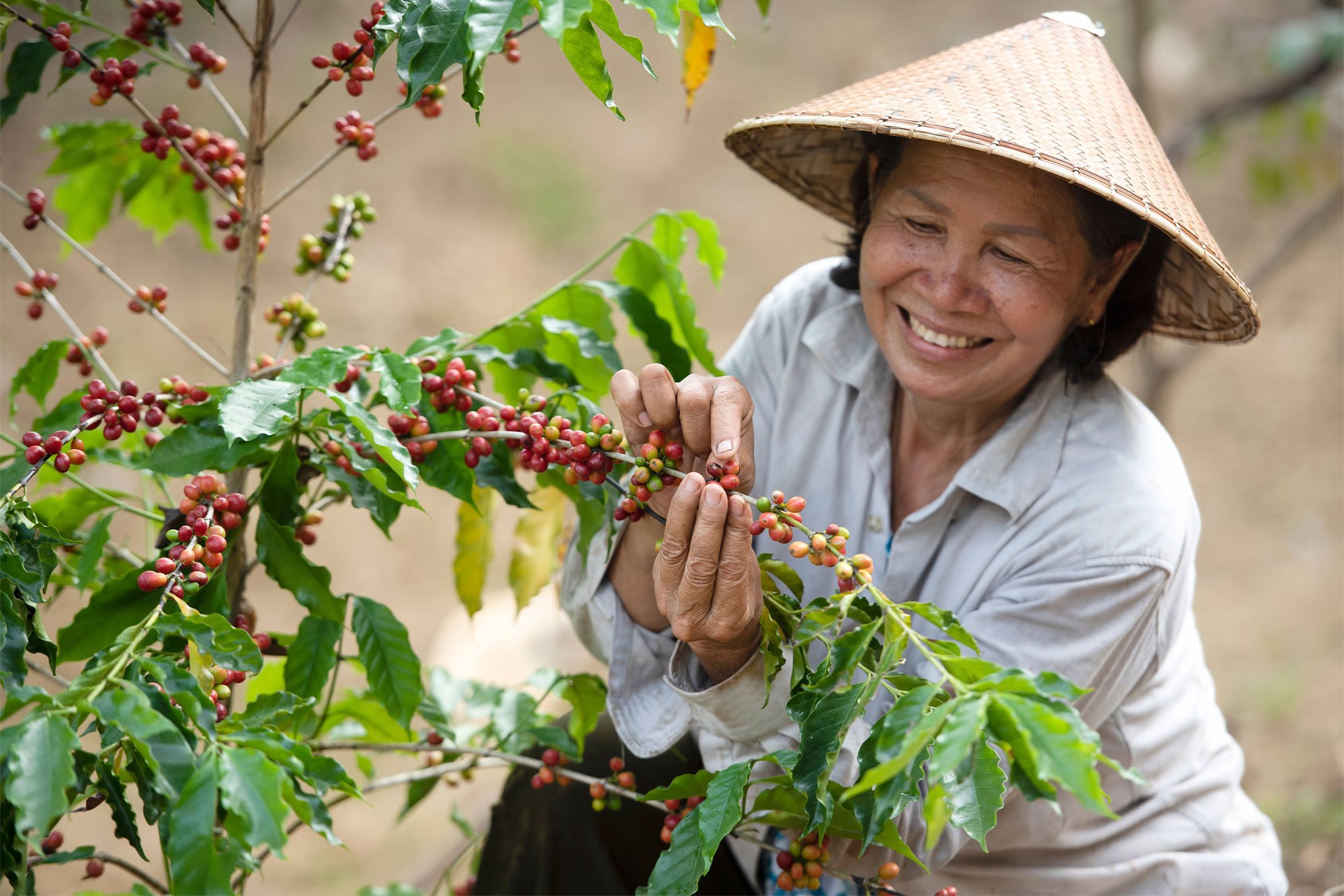 Nguyên nhân khiến giá cà phê thế giới giảm mạnh