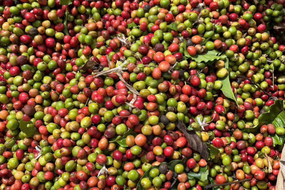 Vì sao giá cà phê lại xuống thấp cuối năm?
