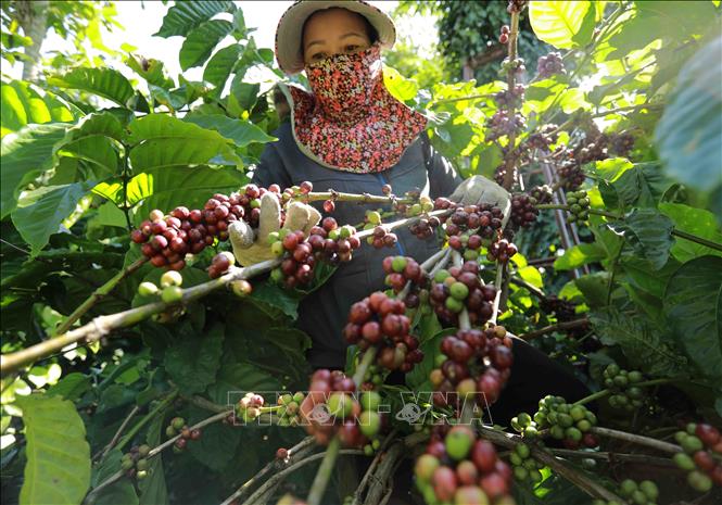 Dự Báo Giá Cà Phê Đầu Năm 2026- 3 Kịch Bản & Chiến Lược Ứng Phó 4 Dự báo giá cà phê đầu năm 2026