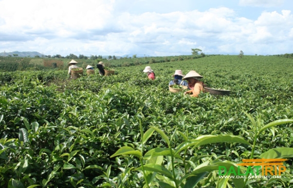 Giá cà phê trong nước phản ánh xu hướng toàn cầu