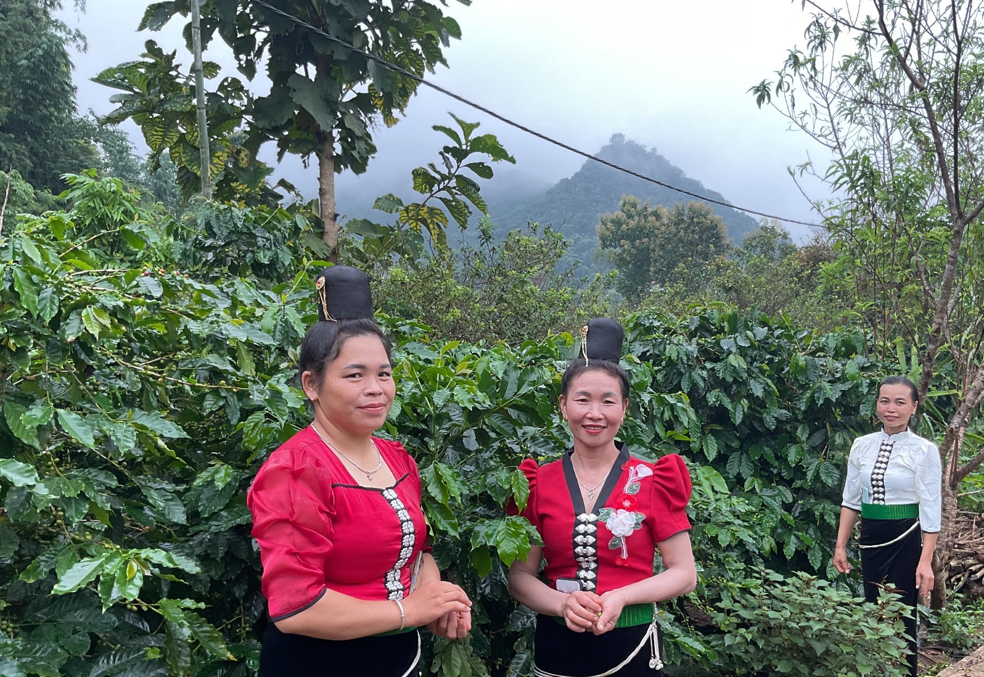 Giá cà phê biến động mạnh