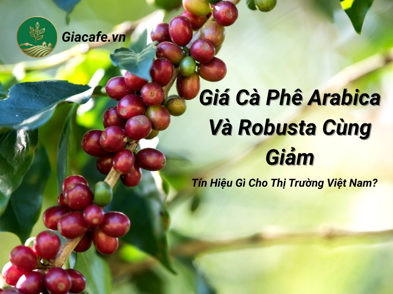 gia ca phe cung giam