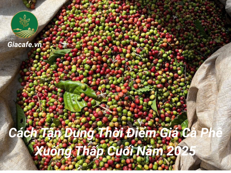 gia ca phe cuoi nam 2025