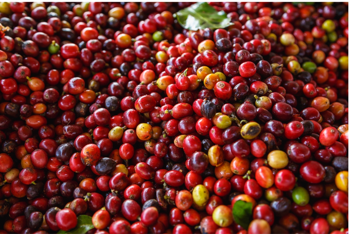Giá Cà Phê Arabica Và Robusta Cùng Giảm: Tín Hiệu Gì Cho Thị Trường Việt Nam? 4 Giá cà phê Arabica và Robusta cùng giảm