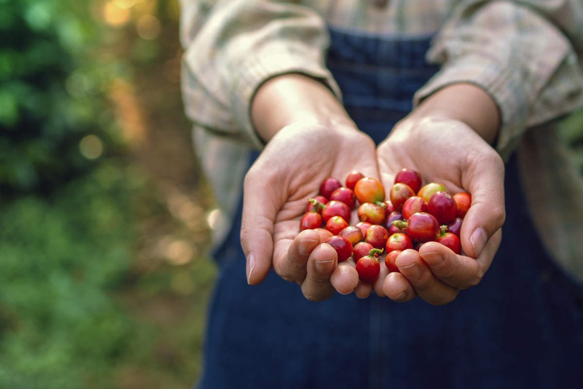 Giá Cà Phê Arabica Và Robusta Cùng Giảm: Tín Hiệu Gì Cho Thị Trường Việt Nam? 6 Biến động thị trường cà phê