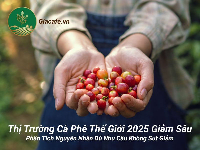 gia ca phe nam 2025