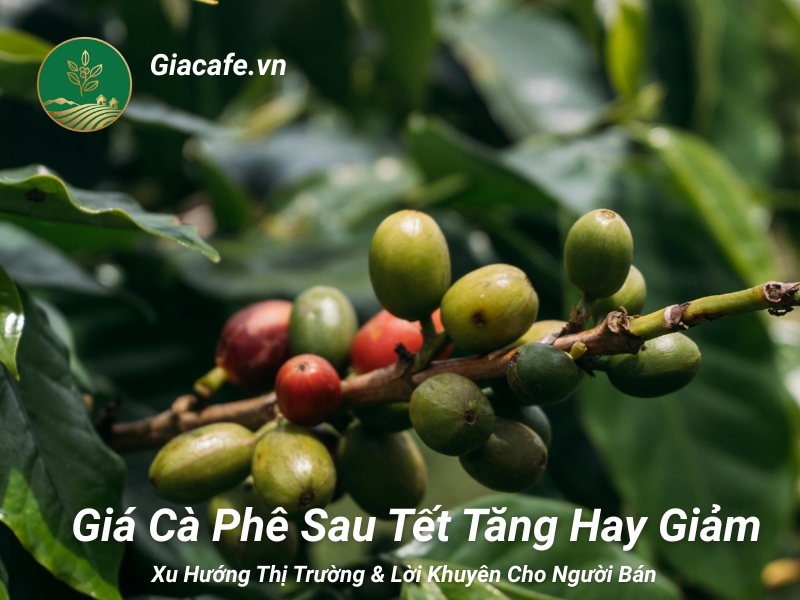 gia ca phe sau tet