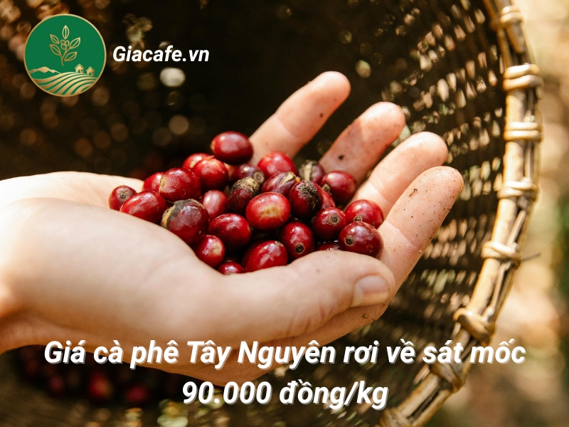 gia ca phe tay nguyen