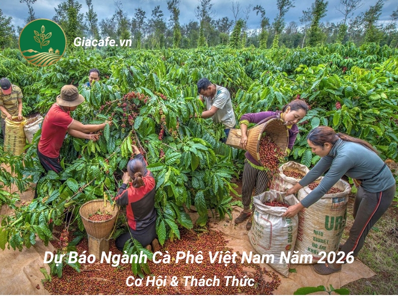 gia ca phe viet nam 1