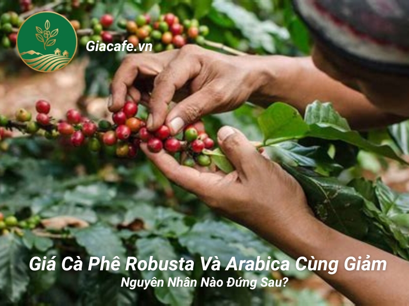 gia ca phe