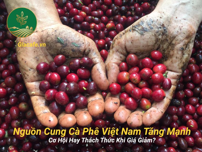 nguon cung ca phe viet nam